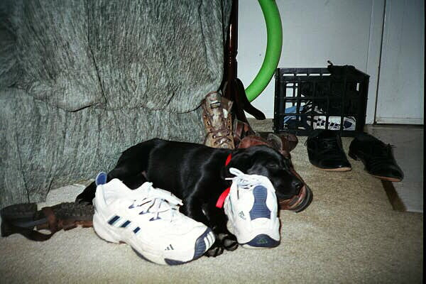 Haley sleeping with her favorite chew toys...shoes!